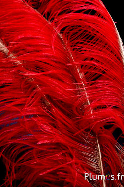 Strauß mit goldenem Federkiel – 50-60 cm – rot  